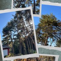 マツ,マツ,モミ,ドイツトウヒ,アカマツの画像