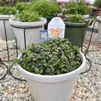 ビデンス,ビデンス,ビデンス キャンプファイヤー ホットオレンジ,ビデンス  キャンプファイヤー,ビデンス  キャンプファイヤーの画像