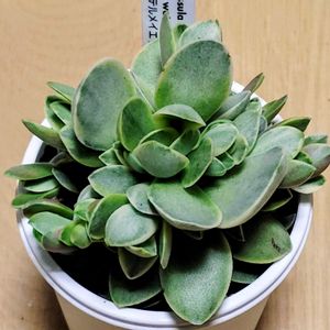 ワーテルメイエリー錦,鉢植え,クラッスラ属,多肉大好き,多肉中毒の画像
