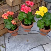 ベゴニア,かわいい,可愛い,ビタミンカラー,癒しの画像