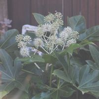 ヤツデ,メジロ,モルタル造形,ヤツデの花,シジュウカラの画像