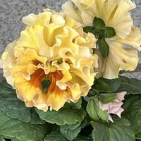 パンジーミニフリフリ,パンジー ミニフリフリ,パンジー ミニフリフリ,ローブ・ドゥ・アントワネット・ロココ,フリル咲きパンジーシュガーポンポンの画像