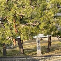 ジニア,マツ,マツ,松ぼっくり,今日のお花の画像