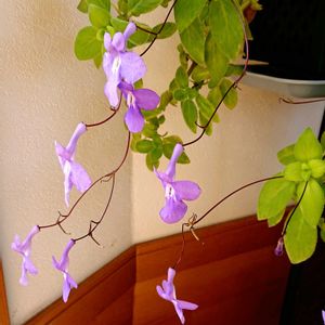 ストレプトカーパス,ストレプトカーパス,月桃,さざんか,クリスマスの飾りつけの画像