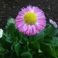 デージー,新入りさん,花のある暮らし,ピンク❤︎ピンク,オヤジギャグ♪の画像