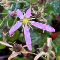 ダイモンジソウ,スマホ,小さな庭の画像