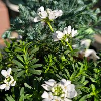 イベリス,コニファー ボールバード,感謝,花のある暮らし,いつまでもの画像