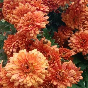 小菊,小菊,小菊,小菊,栄養系ビデンス ’ ハッピーコレクション ’の画像