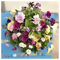 キンギョソウ,ネメシア,葉牡丹,イベリス（キャンディタフト）,ビオラこうめももかの画像