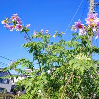 皇帝ダリア,皇帝ダリア,かぐや姫ダリア,2025モコの皇帝ダリア,モコの皇帝ダリアの画像