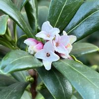 ジンチョウゲ,ジンチョウゲ,沈丁花,散歩,白い花の画像