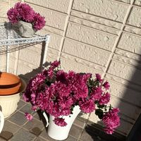 マム,クリサンセマム　マウントオービスク,切り花,玄関の画像