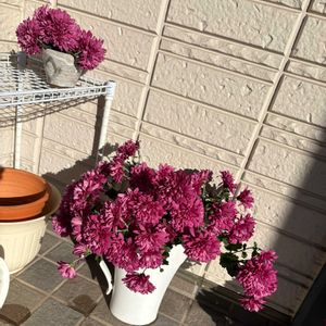 マム,クリサンセマム　マウントオービスク,切り花,玄関の画像