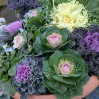 ハボタン,葉牡丹,安曇野,信州大好き⛰️,今日の花の画像