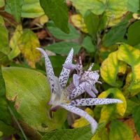 ホトトギス,ホトトギス,ホトトギス,紅葉,山野草の画像