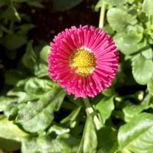 寄せ植え,キッチンの画像