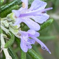 ローズマリー,ローズマリー,平和を願う,青い花マニア,美しく青きドヨウの画像