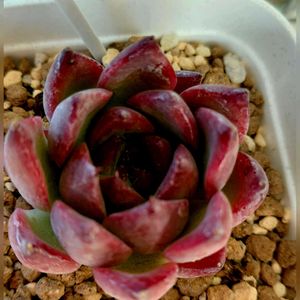 ファイヤーピラー.,ファイヤーピラー.,多肉植物,紅葉する多肉の画像