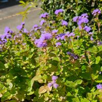 アゲラタム,青い花マニア,美しく青きドヨウ,チーム・ブルー,チームブルーNo.117の画像