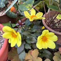 ダリア,ヒューケラ,玄関の画像