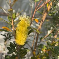バンクシアコースト,シンボルツリー,常緑高木,ヤマモガシ科,バンクシア属の画像