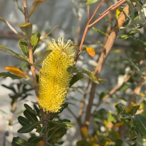 バンクシアコースト,シンボルツリー,常緑高木,ヤマモガシ科,バンクシア属の画像
