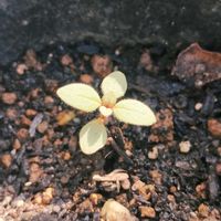 キンギョソウ,ガーデニング,ネコ好き,種まきっ子,種からの画像