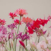 ネリネ,ダイアモンドリリーの画像