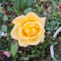 ユリオプスデージー,レモンマリーゴールド,ミニ薔薇♡,ミニ薔薇♡,ビデンス ゴールデンエンパイアの画像