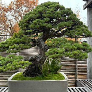 マツ,マツ,松 まつ,盆栽,昭和記念公園の画像