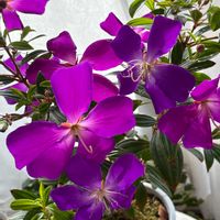 ノボタン,ノボタン コートダジュール,いつもありがとう♡,花日記,クリスマス月間の画像