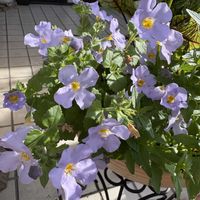 ステラ スノーストーム グレイシアブルー,ガーデニング,花のある暮らし,PR,PWの画像