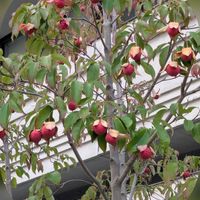 バコパ,ヤマボウシ,ヤマボウシ,ヤマボウシ, ベンケイソウの画像