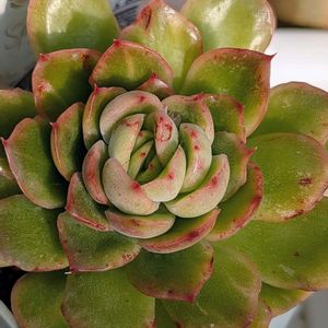 ヌヒノバ,多肉植物,多肉女子,多様性を愛する会,人に優しくの画像