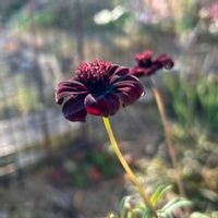 キク,キク,チョコレートコスモス,チョコレートコスモス,❤️いいね、ありがとうの画像