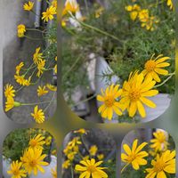 ダールベルグデージー,スキミア,御所の木々と空…,丸太町通りにて…の画像