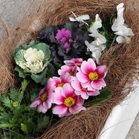 葉牡丹,ビオラ,クリサンセマム,プリムラジュリアン,寄植えの画像