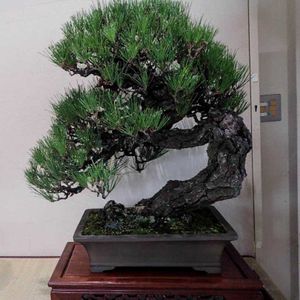 マツ,黒松,盆栽,小田原フラワーガーデン,今日のお花の画像