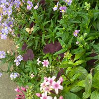 ネメシア,ペンタス,オキザリス・パープルドレス,かわゆす♡,私のお庭の画像