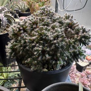 姫紅小松,トリコディアデマ ブルボスム ,塊根植物,こんもり,コーデックスの画像