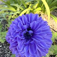 アネモネ,感謝,ありがとう♡,お花大好き,今日も笑顔で♡の画像