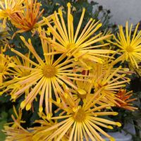 寄せ植え,鉢植え,ガーデニング,散策,植え込みの画像