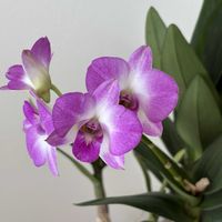 デンファレ,リビング,バルコニー,霰(あられ)の画像