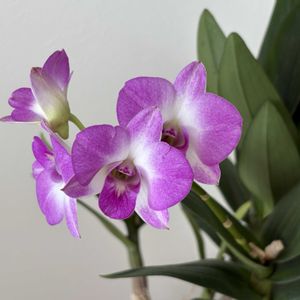 デンファレ,リビング,バルコニー,霰(あられ)の画像