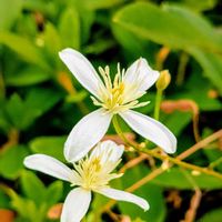 センニンソウ,センニンソウ,白い花,初冬,ご近所散歩の画像