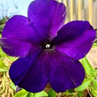 ペチュニア,ペチュニア,我が家のお花,玄関アプローチの画像