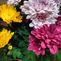 可愛い,癒される,お散歩,花のある暮らし,癒しのひと時の画像