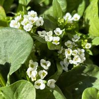 スイートアリッサム の画像