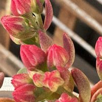 多肉植物,鉢植えの画像