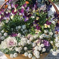 可愛い,癒される,花のある暮らし,癒しのひと時,スマホ撮影の画像